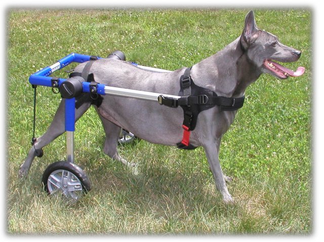 can you rent a dog wheelchair