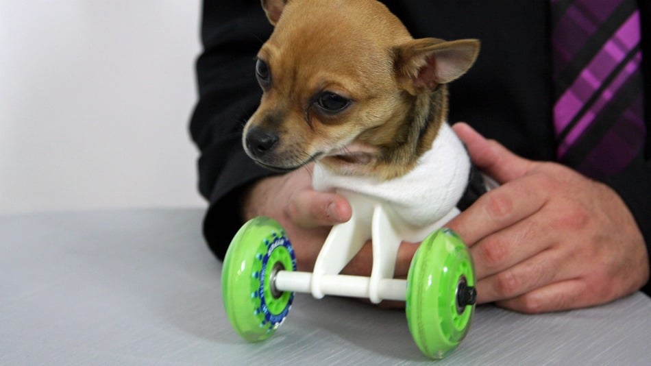 Turbo: The Chihuahua Born Without Legs Starts Rolling